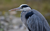 Grey heron (Ardea cinerea)